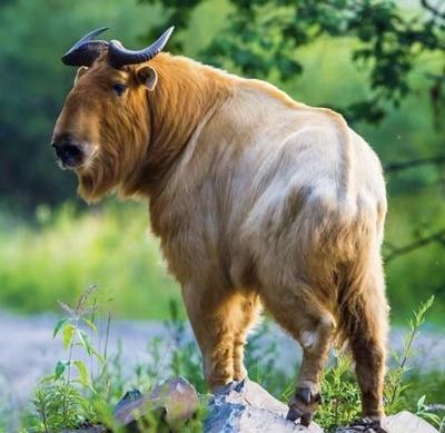 佛坪多方發力助力全域旅游提檔升級