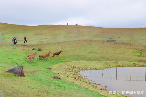 仰天湖大草原國(guó)慶試營(yíng)業(yè),景區(qū)提升改造展新顏